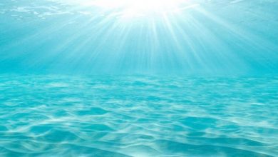 Фото - Ученые предупреждают о волнах “морской жары”, но что это такое?