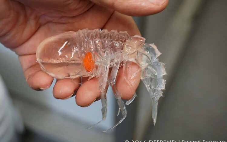 Фото - В глубинах океана живут невидимые животные с глазами вместо головы